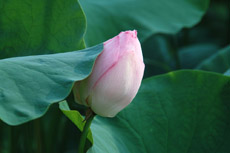 Foveon�Ɠ��̋�C��