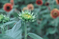 �܂�������