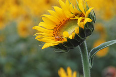 SD1�A�s���g���E���ɂ���