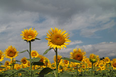 �_�������c�O