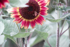 �s���g�A�C�}�C�`