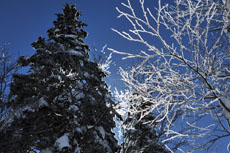 ���X�ƃX�m�[�_�X�g