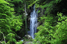 ��S�i�@�V�΂��ɂ�������