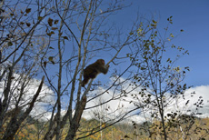 �c�㎼���t�߂ɂ�