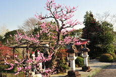 �R�P�ԁ@���_��