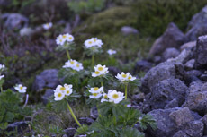 �n�N�T���C�`�Q