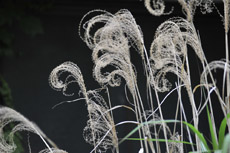 �^�@���߂��̘H�n