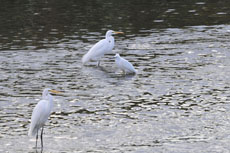 �e�Ɋ��Y���q�T�M