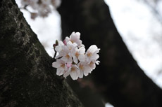 ������萁������