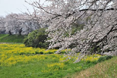 ���Ȃ��Ȃ����؂̉Ԃ�