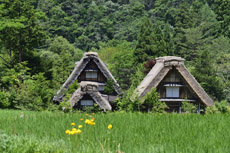 �Ђ�����Ƃ����R�ɓ����čs��