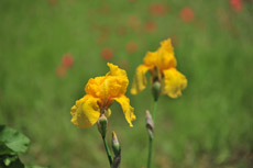 �L�V���E�u