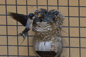 ���������Ȃ��Ɖa�͂��炦�Ȃ�