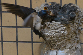 ���̒��։a��