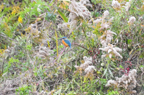 �J���Z�~���낤���H