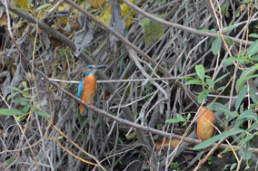 �c�K�C�̂悤��