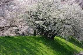 �����h�̍�